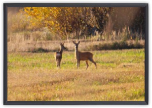 Kaksi peuraa pellolla