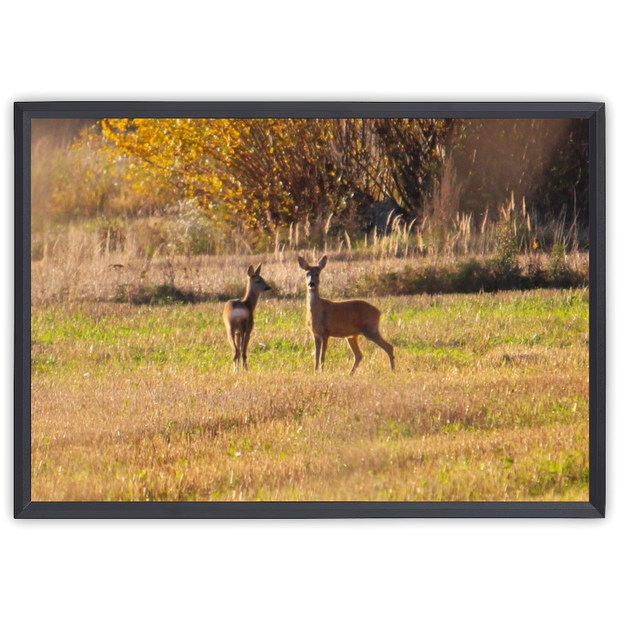 Kaksi peuraa pellolla