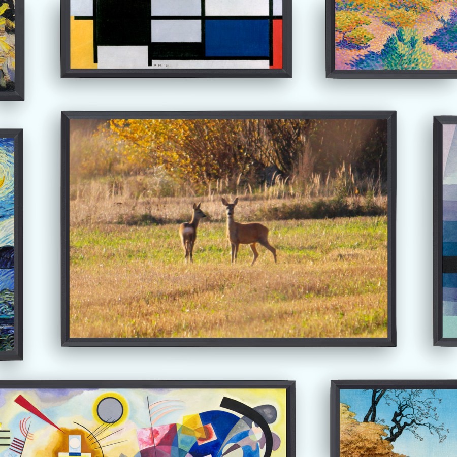 Kaksi peuraa pellolla