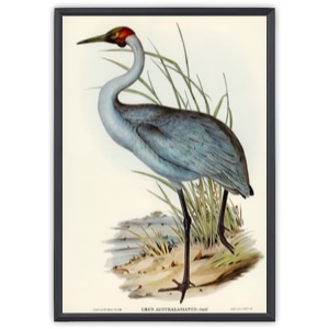 Australian Crane