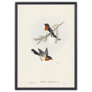 White-bellied Flycatcher