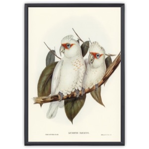 Long-billed Cockatoo