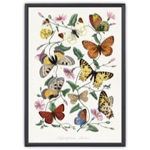 Butterfly & moth painting