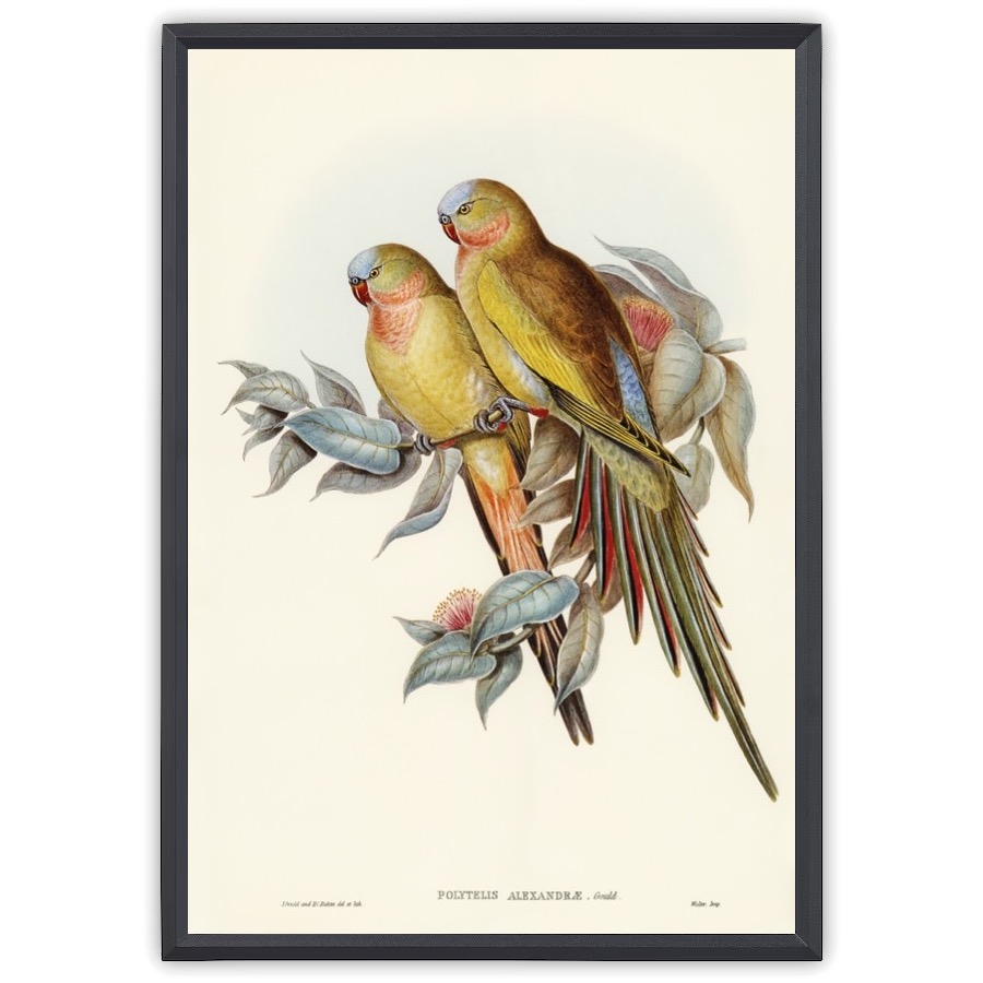 The Princess of Wales's Parakeet