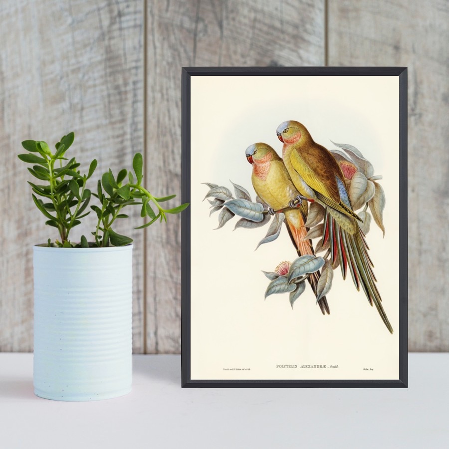 The Princess of Wales's Parakeet