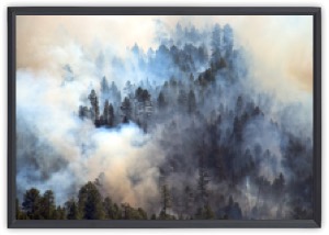 Coconino National Forest