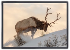 Kanadanhirvi etsii ruokaa lumen alta