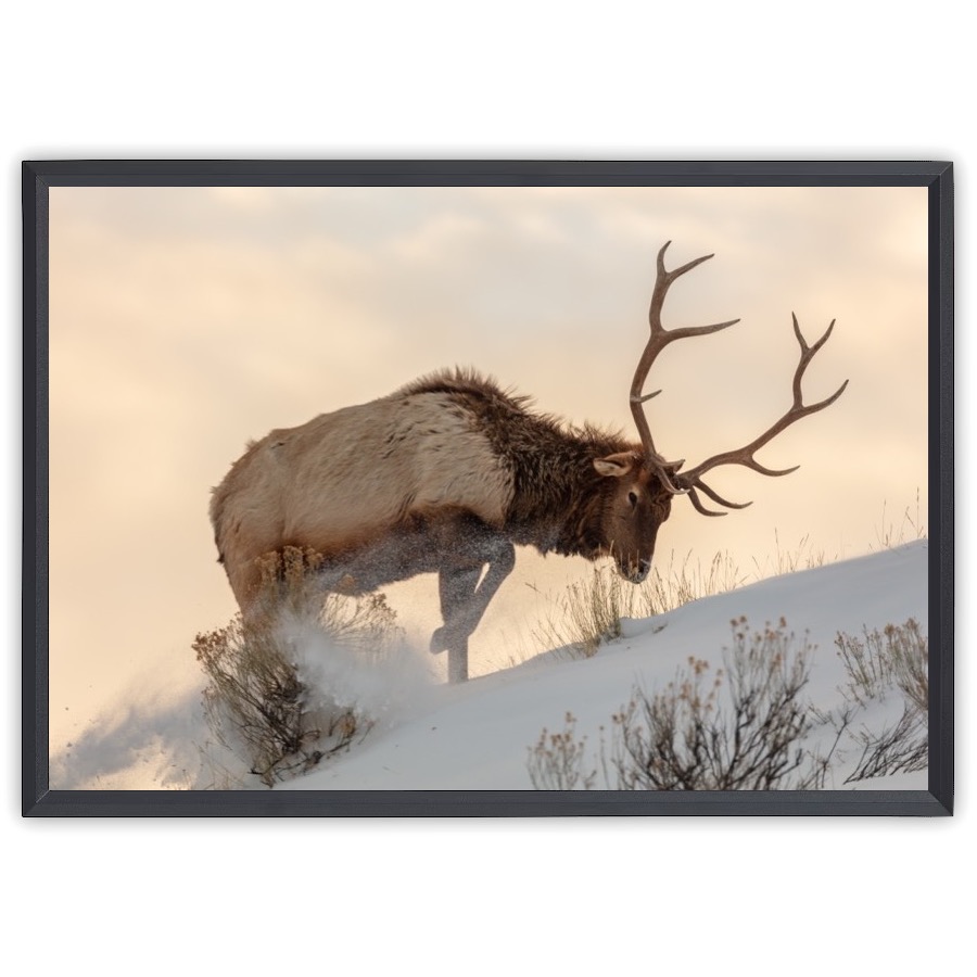 Kanadanhirvi etsii ruokaa lumen alta