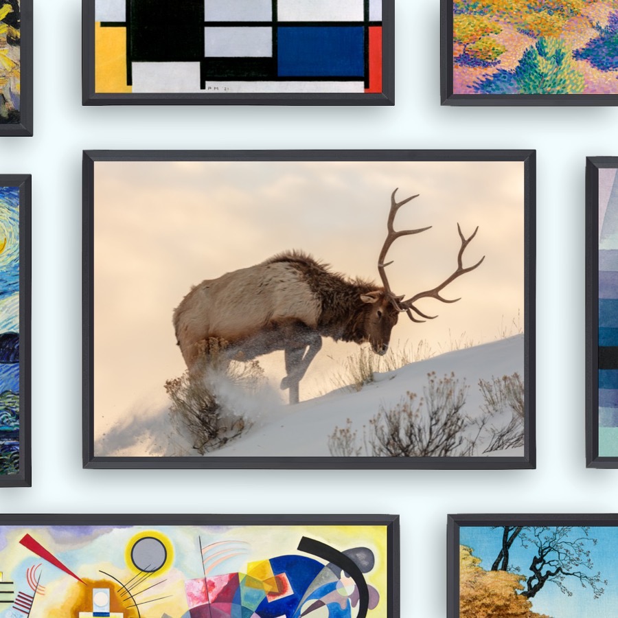 Kanadanhirvi etsii ruokaa lumen alta