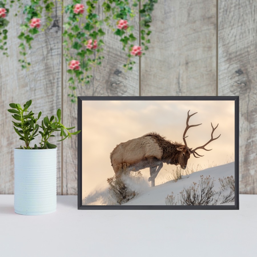 Kanadanhirvi etsii ruokaa lumen alta