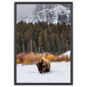 Biisoni lumisessa Yellowstonen kansallispuistossa