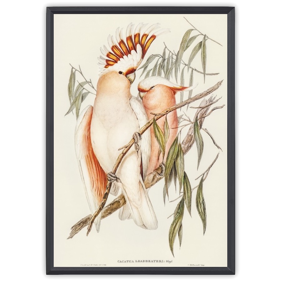 Leadbeater's Cockatoo