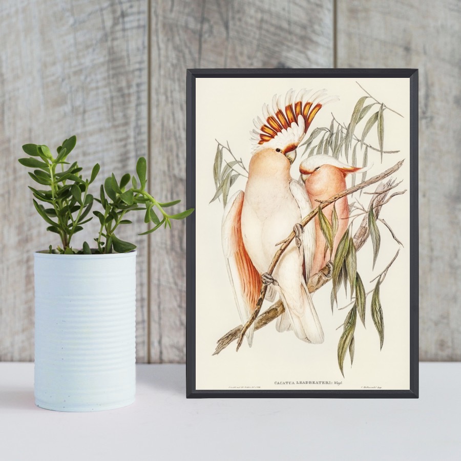 Leadbeater's Cockatoo