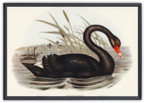 Black Swan