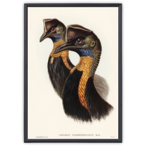 One-carunculated Cassowary