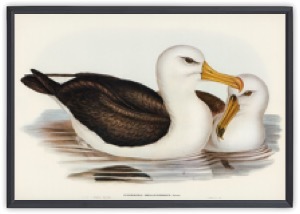 Black-eyebrowed Albatros